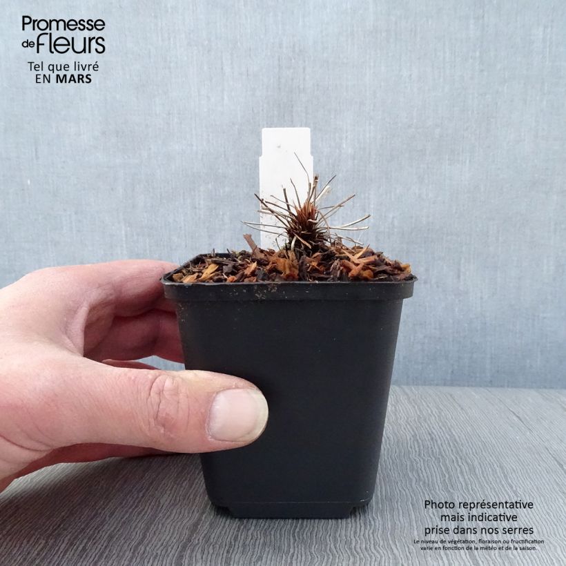 Exemplar von Geranium clarkei Kashmir Pink - Clarkes Storchschnabel Kleine Töpfe von 8/9 cm wie im Frühjahr geliefert