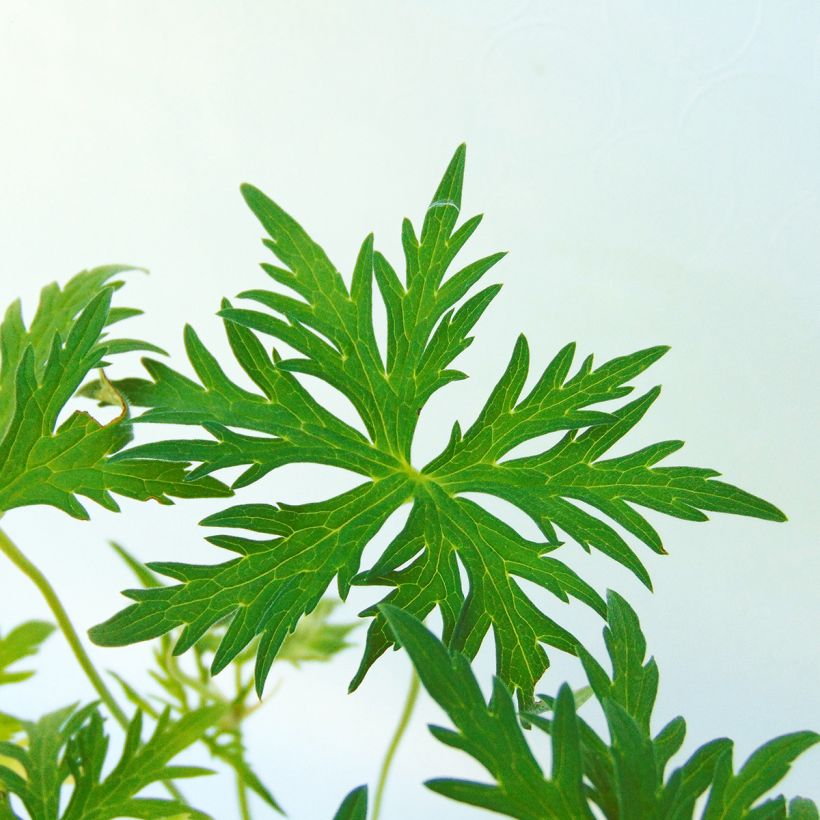 Geranium clarkei Kashmir Purple - Clarkes Storchschnabel (Foliage)