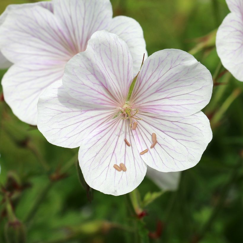 Geranium clarkei Kashmir White - Clarkes Storchschnabel (Flowering)