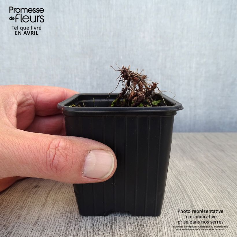 Exemplar von Geranium dalmaticum Bressingham Pink - Dalmatinischer Storchschnabel Kleine Töpfe von 8/9 cm wie im Frühjahr geliefert