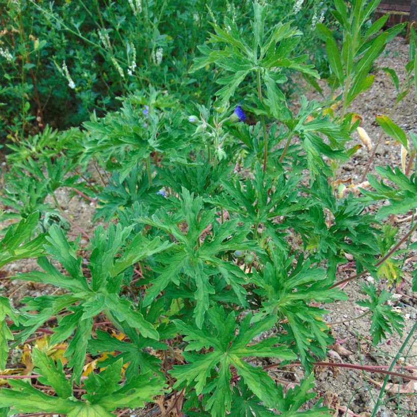 Geranium pratense (Samen) - Wiesen-Storchschnabel (Plant habit)