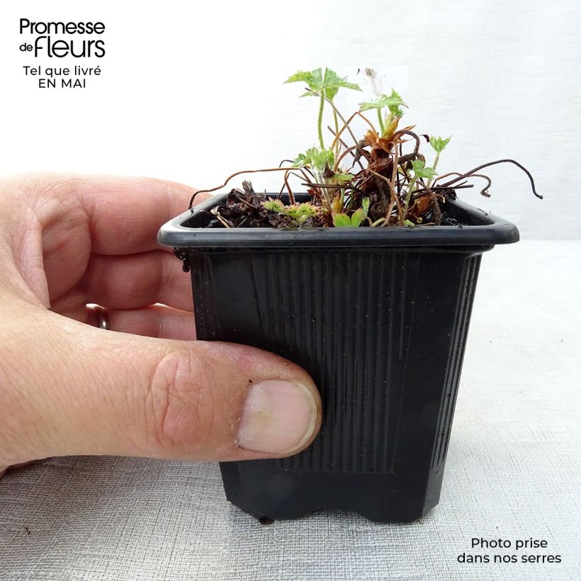 Exemplar von Geranium endressii - Pyrenäen-Storchschnabel Kleine Töpfe von 8/9 cm wie im Frühjahr geliefert