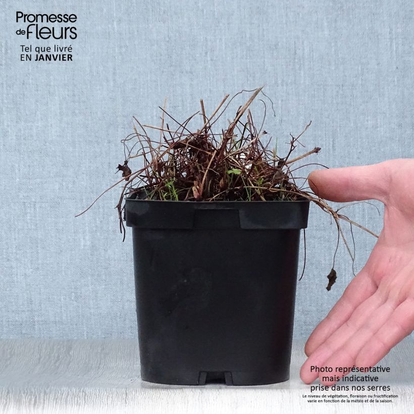 Exemplar von Geranium endressii - Pyrenäen-Storchschnabel Topf mit 2L/3L wie im Winter geliefert