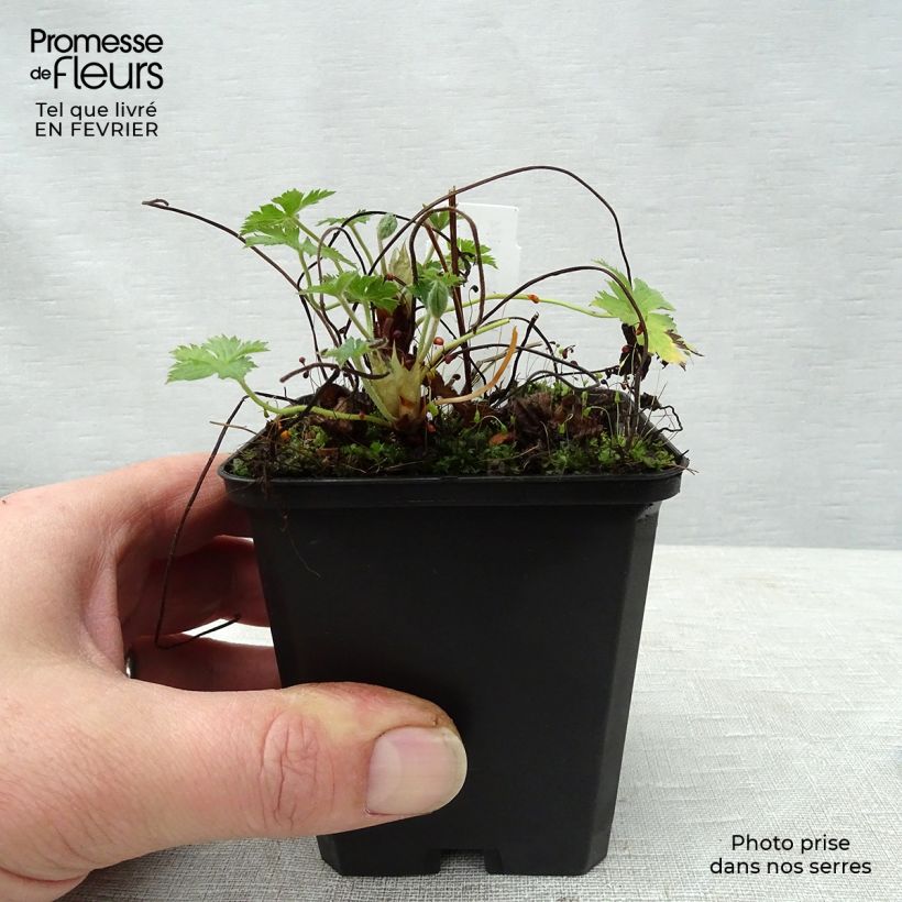 Exemplar von Geranium endressii Wargrave Pink - Pyrenäen-Storchschnabel Kleine Töpfe von 8/9 cm wie im Winter geliefert