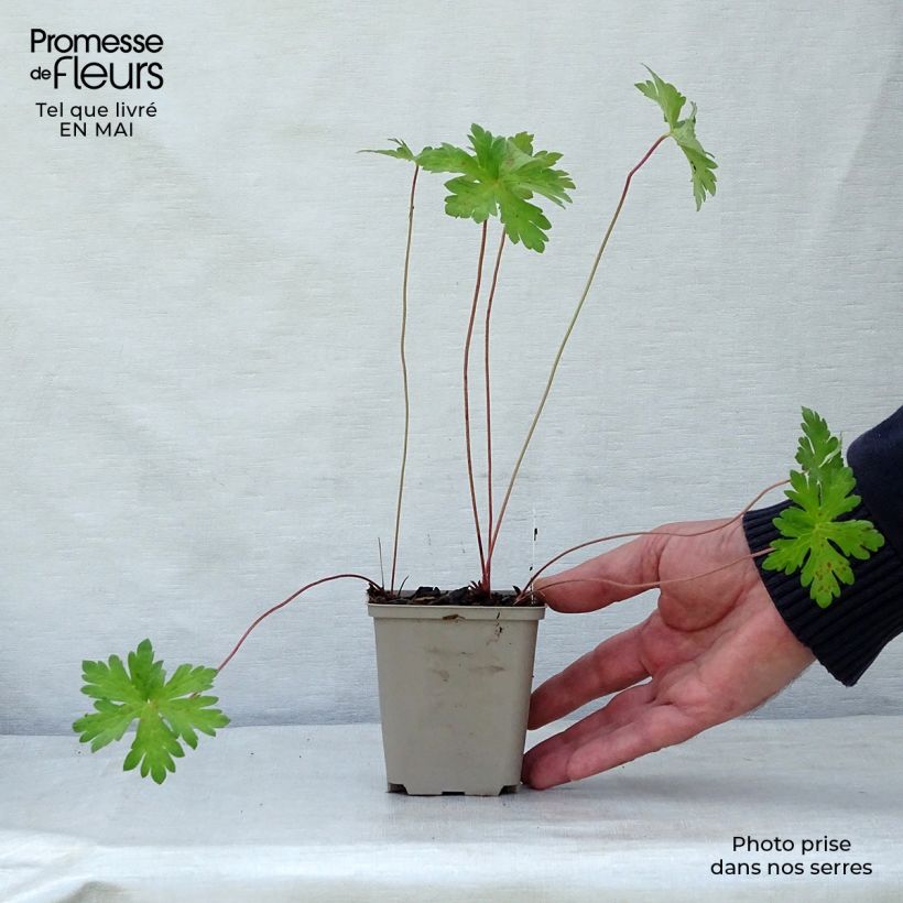 Exemplar von Geranium himalayense Derrick Cook Kleine Töpfe von 8/9 cm wie im Frühjahr geliefert