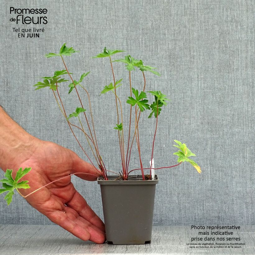 Exemplar von Geranium himalayense Derrick Cook Kleine Töpfe von 8/9 cm wie im Sommer geliefert