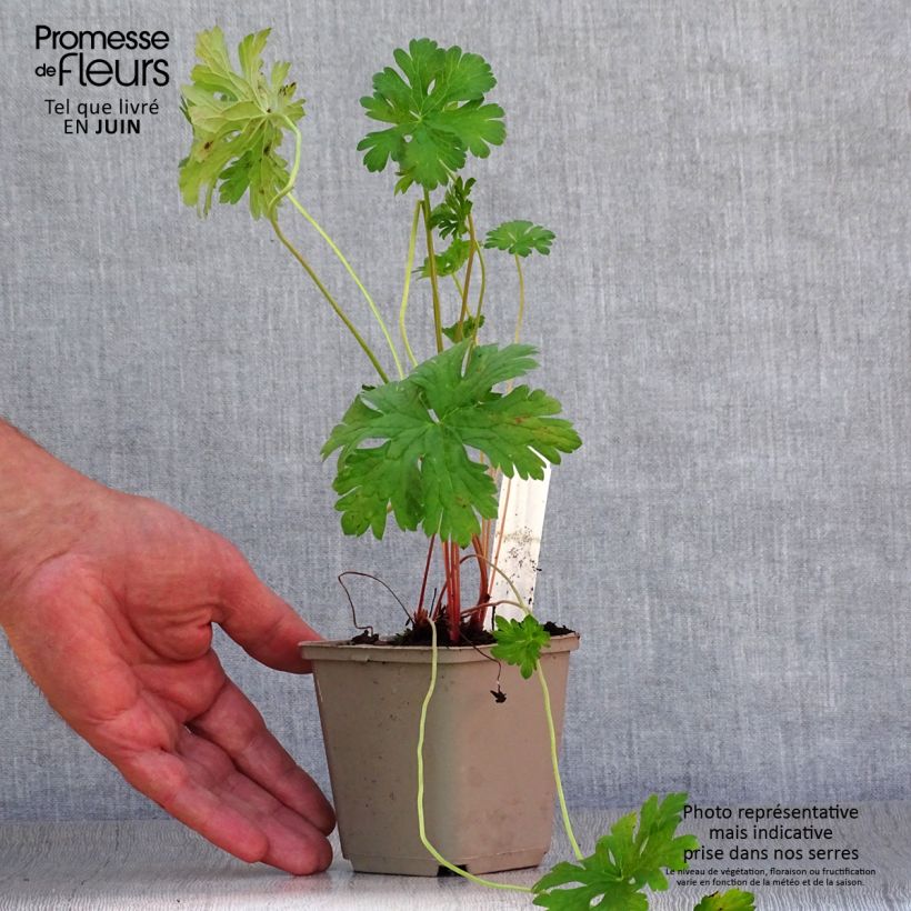 Exemplar von Geranium himalayense Gravetye Kleine Töpfe von 8/9 cm wie im Sommer geliefert