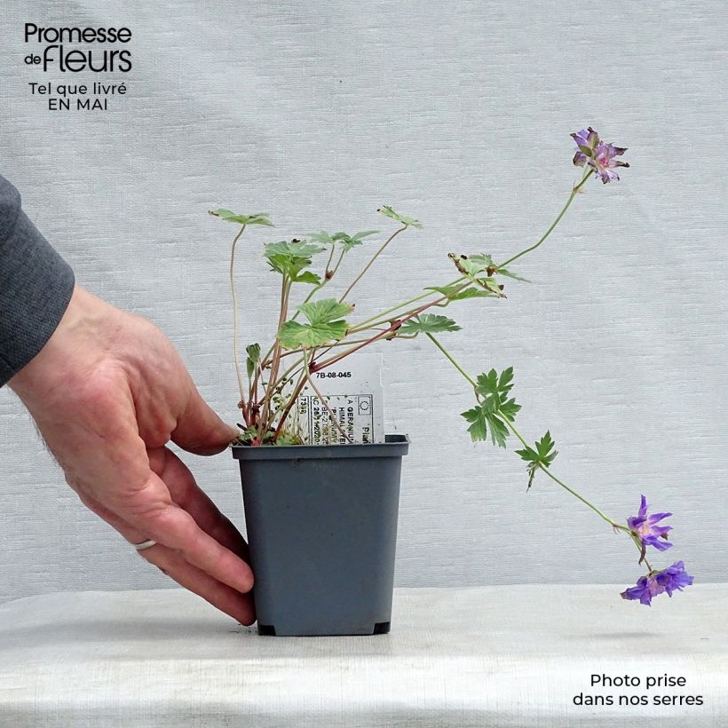 Exemplar von Geranium himalayense Plenum Kleine Töpfe von 8/9 cm wie im Frühjahr geliefert