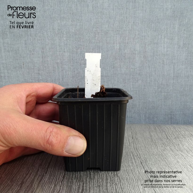 Exemplar von Geranium himalayense Plenum Kleine Töpfe von 8/9 cm wie im Winter geliefert