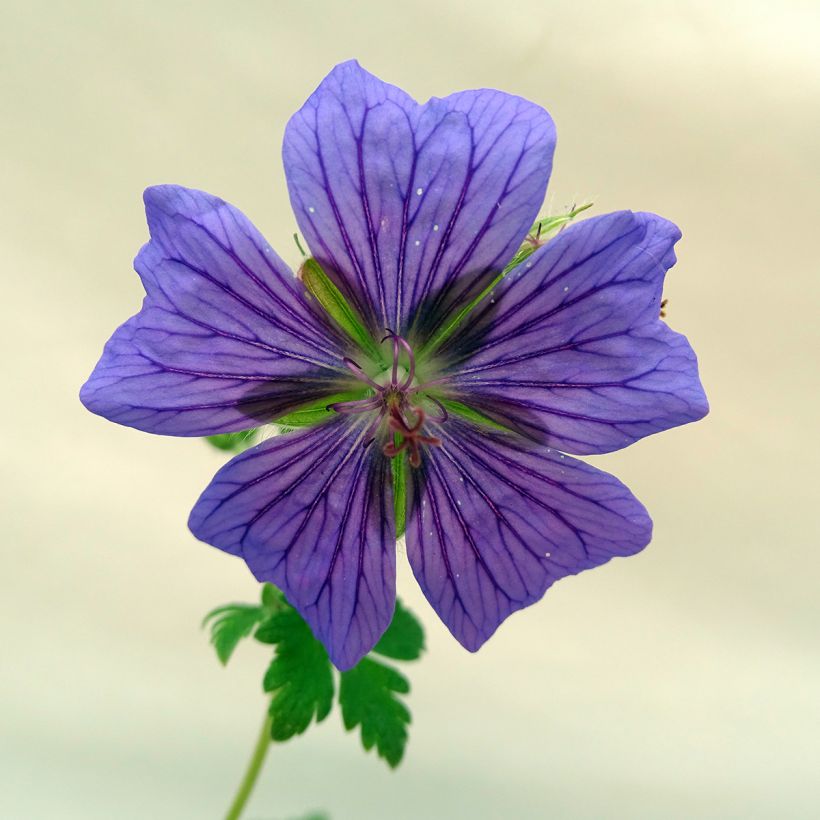 Geranium ibericum - Iberisches Storchschnabel (Flowering)