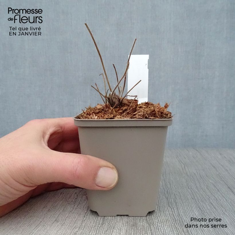 Exemplar von Geranium ibericum - Iberisches Storchschnabel Kleine Töpfe von 8/9 cm wie im Winter geliefert