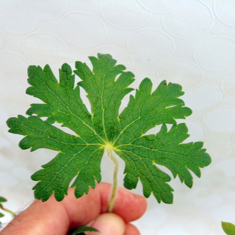 Geranium ibericum subsp. Jubatum White Zigana - Iberisches Storchschnabel (Foliage)