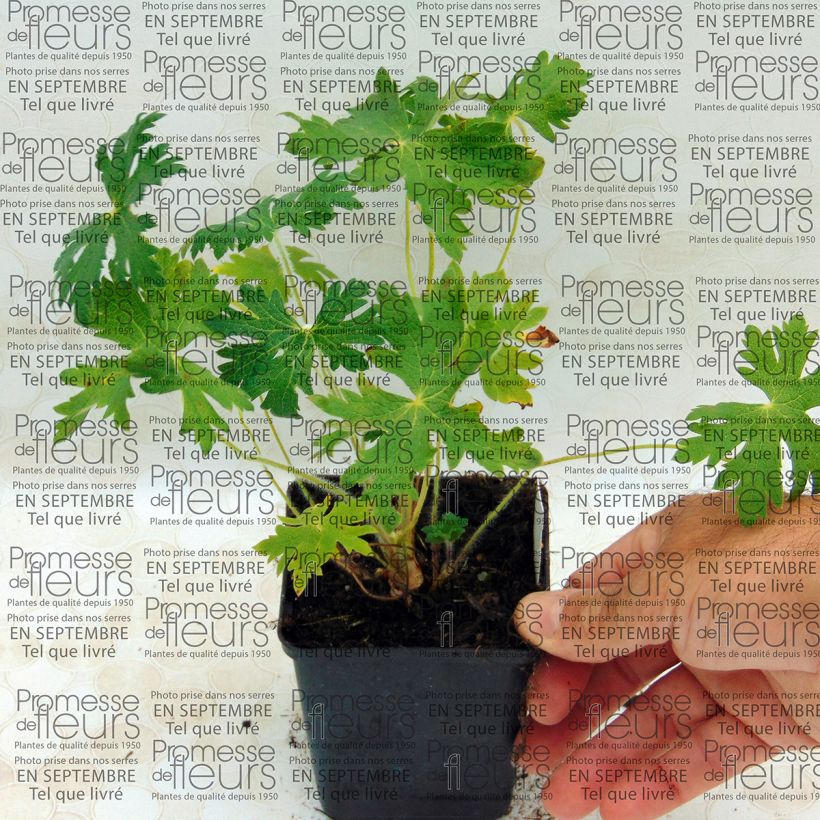 Example of Geranium ibericum subsp. Jubatum White Zigana - Iberisches Storchschnabel Kleine Töpfe von 8/9 cm as you get
