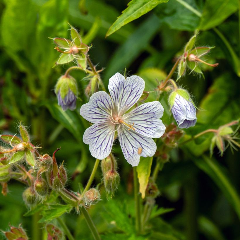 Geranium ibericum subsp. Jubatum White Zigana - Iberisches Storchschnabel (Flowering)