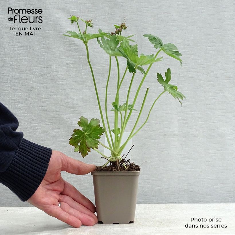 Exemplar von Geranium macrorrhizum - Balkan-Storchschnabel Kleine Töpfe von 8/9 cm wie im Frühjahr geliefert