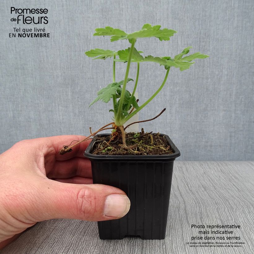 Example of Geranium macrorrhizum Bevan s Variety - Balkan-Storchschnabel Kleine Töpfe von 8/9 cm as you get in automne