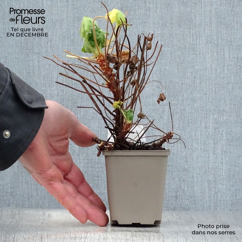 Exemplar von Geranium macrorrhizum Bevan s Variety - Balkan-Storchschnabel Kleine Töpfe von 8/9 cm wie im Winter geliefert