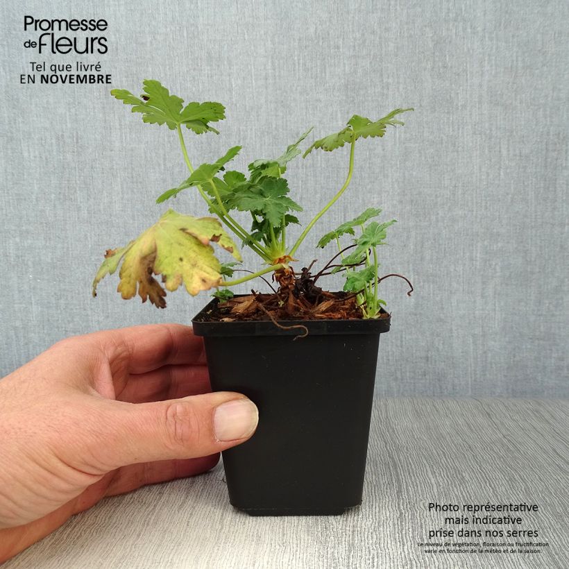 Example of Geranium macrorrhizum Czakor - Balkan-Storchschnabel Kleine Töpfe von 8/9 cm as you get in automne