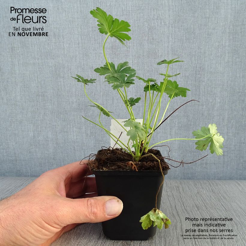 Example of Geranium macrorrhizum - Balkan-Storchschnabel Kleine Töpfe von 8/9 cm as you get in automne