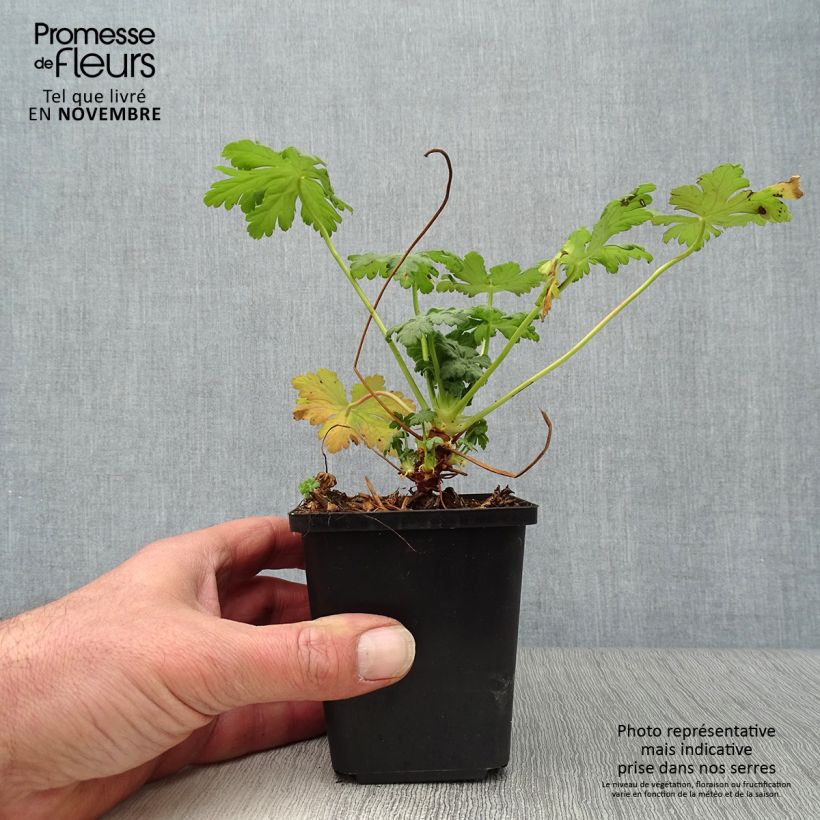 Example of Geranium macrorrhizum Olympos - Balkan-Storchschnabel Kleine Töpfe von 8/9 cm as you get in automne