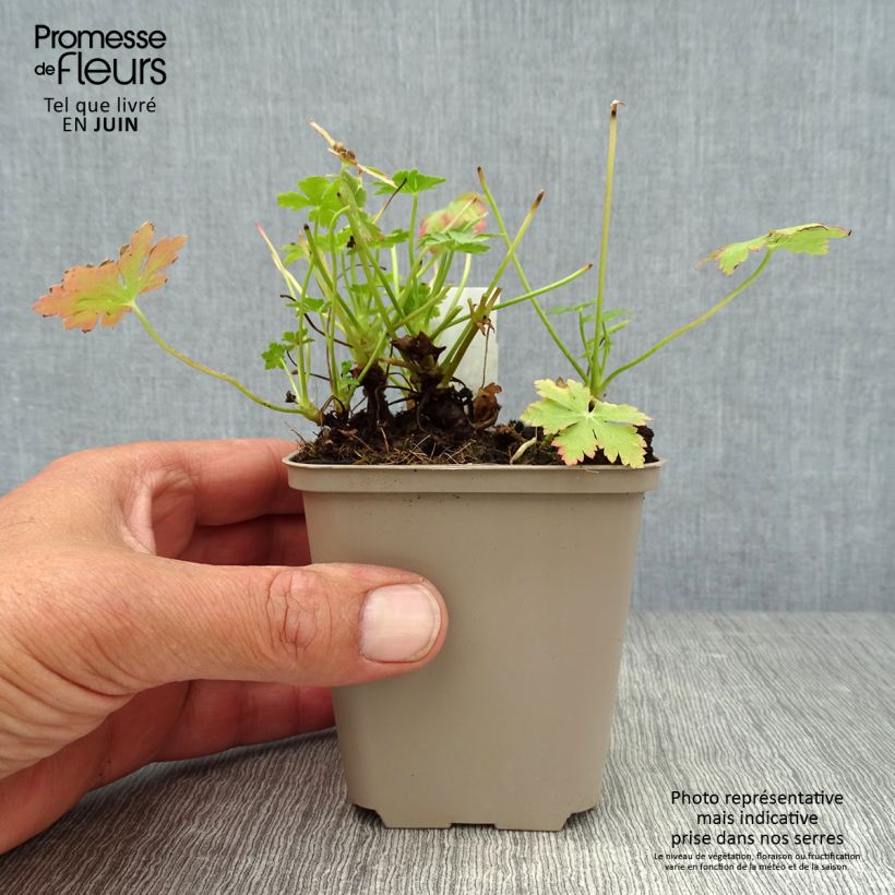 Exemplar von Geranium macrorrhizum Olympos - Balkan-Storchschnabel Kleine Töpfe von 8/9 cm wie im Sommer geliefert