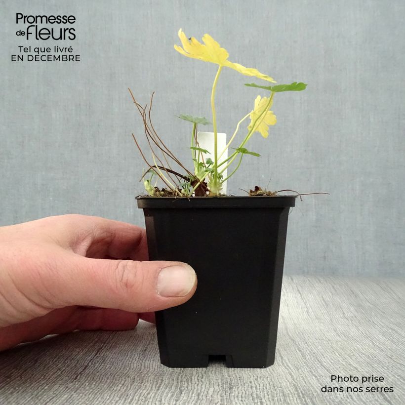 Exemplar von Geranium macrorrhizum Olympos - Balkan-Storchschnabel Kleine Töpfe von 8/9 cm wie im Winter geliefert