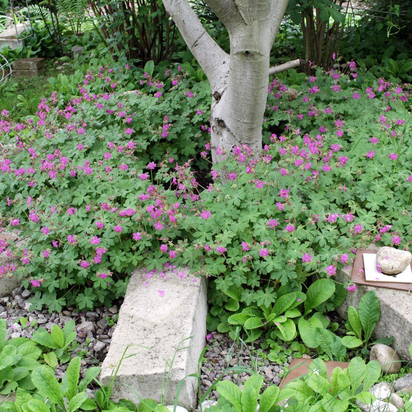 Geranium macrorrhizum - Balkan-Storchschnabel (Plant habit)