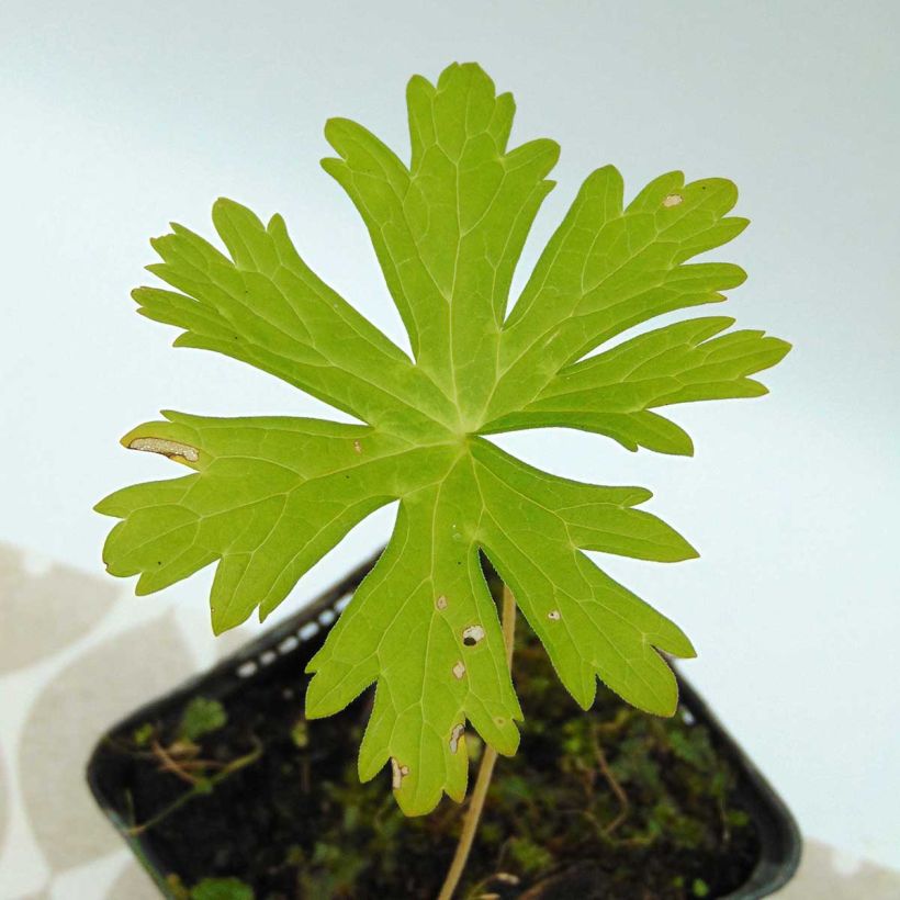Geranium maculatum - Dunkelblättriger Storchschnabel (Foliage)