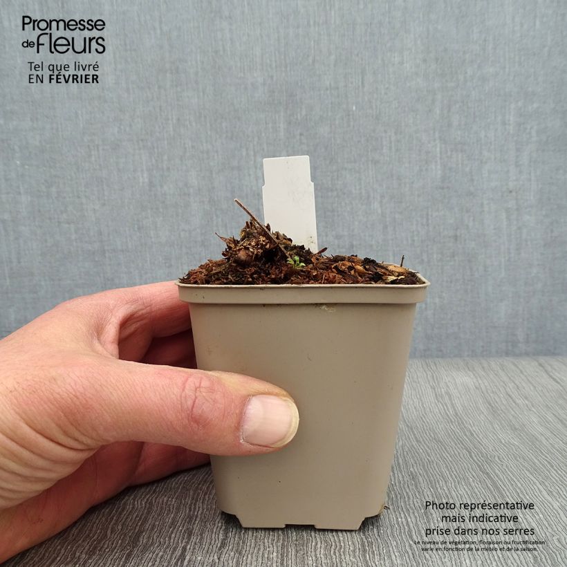 Exemplar von Geranium maculatum Chatto - Dunkelblättriger Storchschnabel Kleine Töpfe von 8/9 cm wie im Winter geliefert