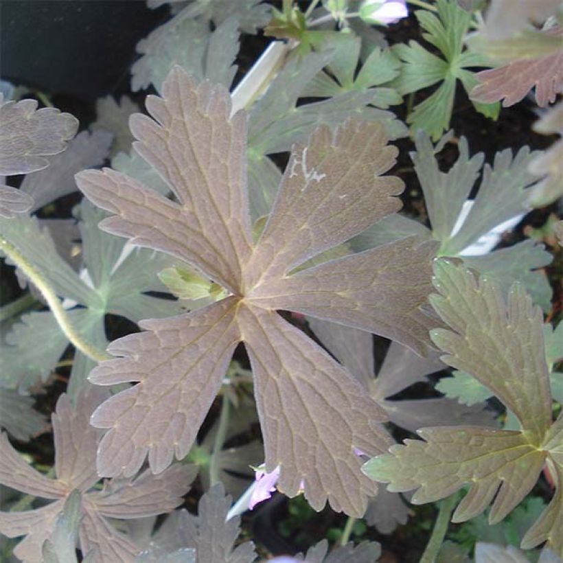 Geranium maculatum Espresso - Dunkelblättriger Storchschnabel (Foliage)