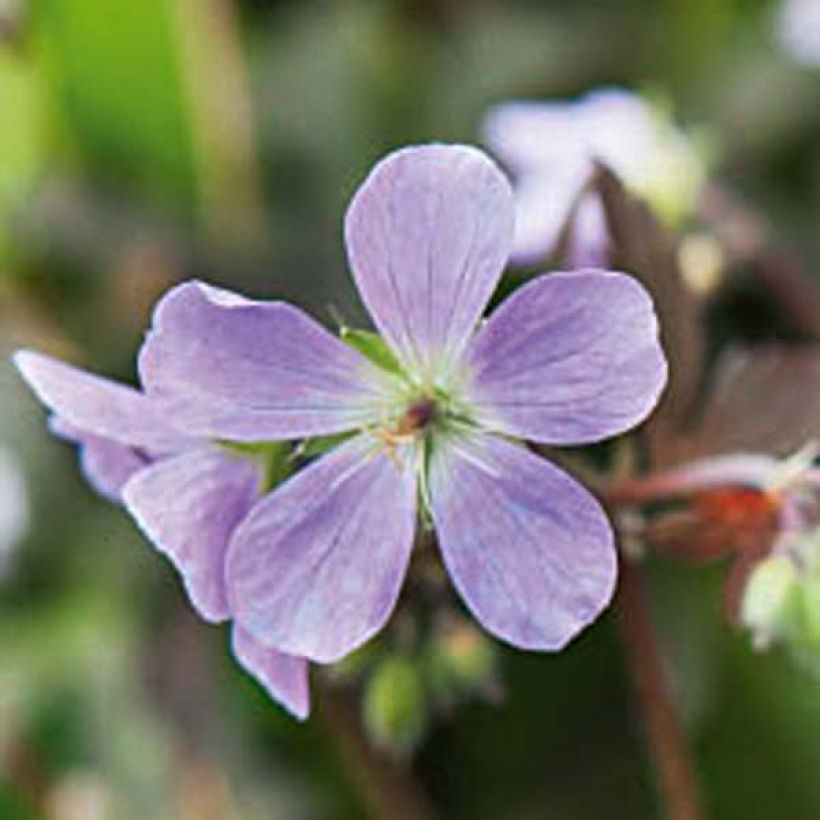 Geranium maculatum Espresso - Dunkelblättriger Storchschnabel (Flowering)