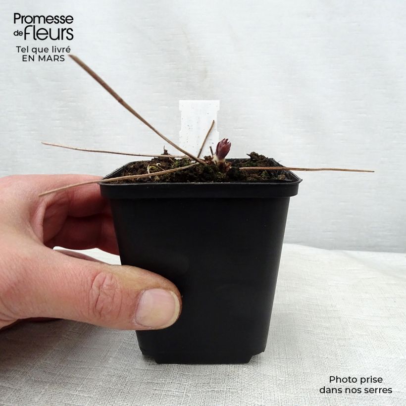 Exemplar von Geranium maculatum Espresso - Dunkelblättriger Storchschnabel Kleine Töpfe von 8/9 cm wie im Frühjahr geliefert