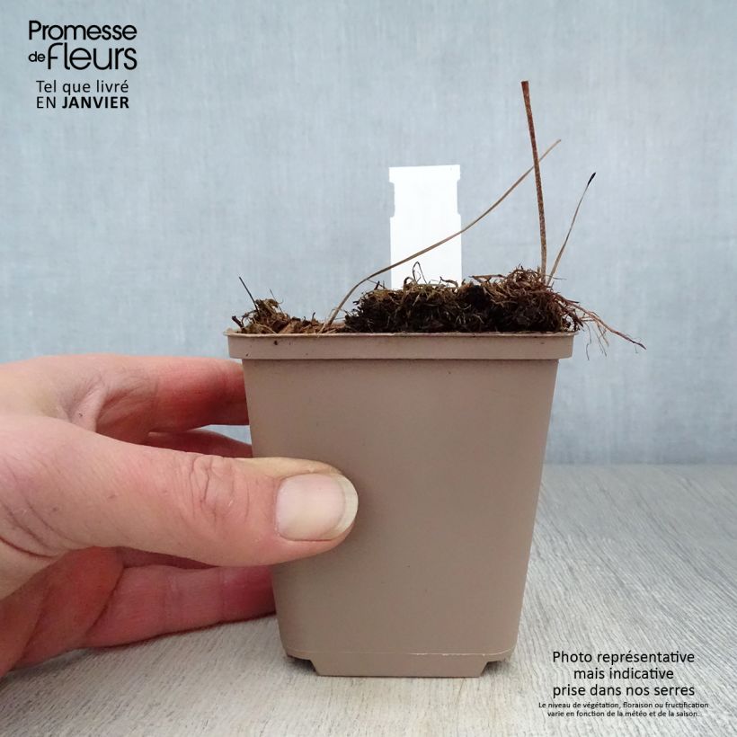 Exemplar von Geranium maculatum Espresso - Dunkelblättriger Storchschnabel Kleine Töpfe von 8/9 cm wie im Winter geliefert