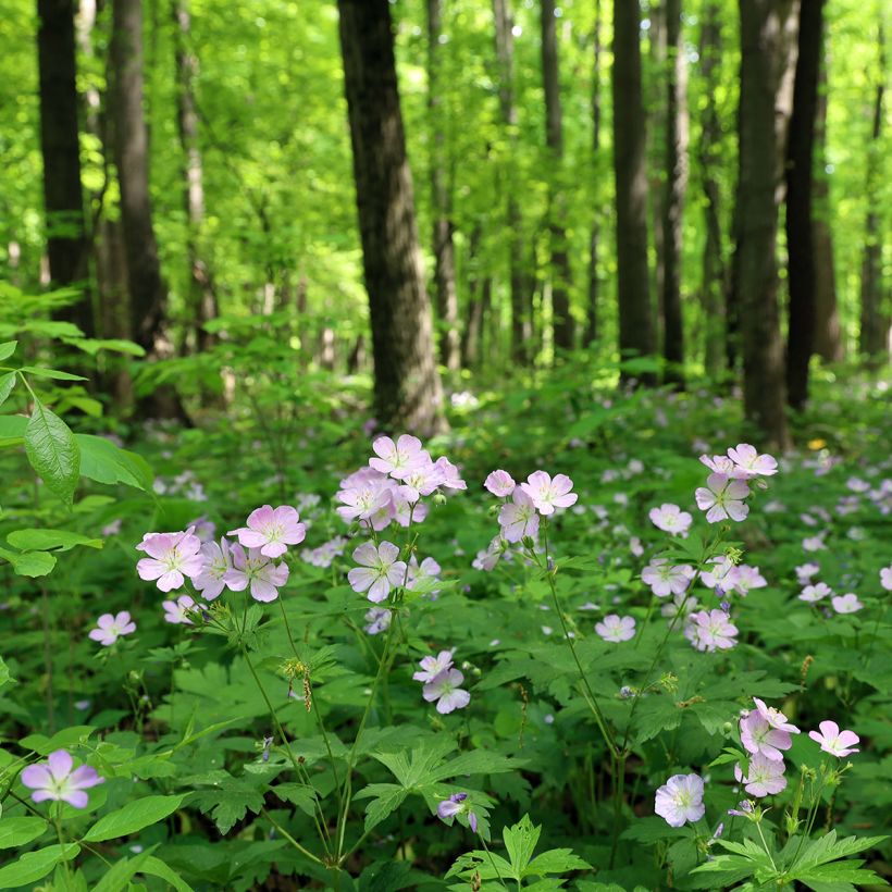 Geranium maculatum - Dunkelblättriger Storchschnabel (Plant habit)