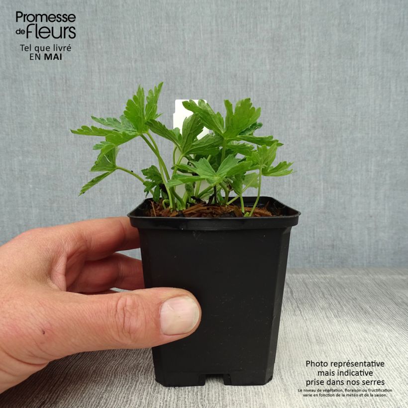 Exemplar von Geranium maculatum var.album - Dunkelblättriger Storchschnabel Kleine Töpfe von 8/9 cm wie im Frühjahr geliefert