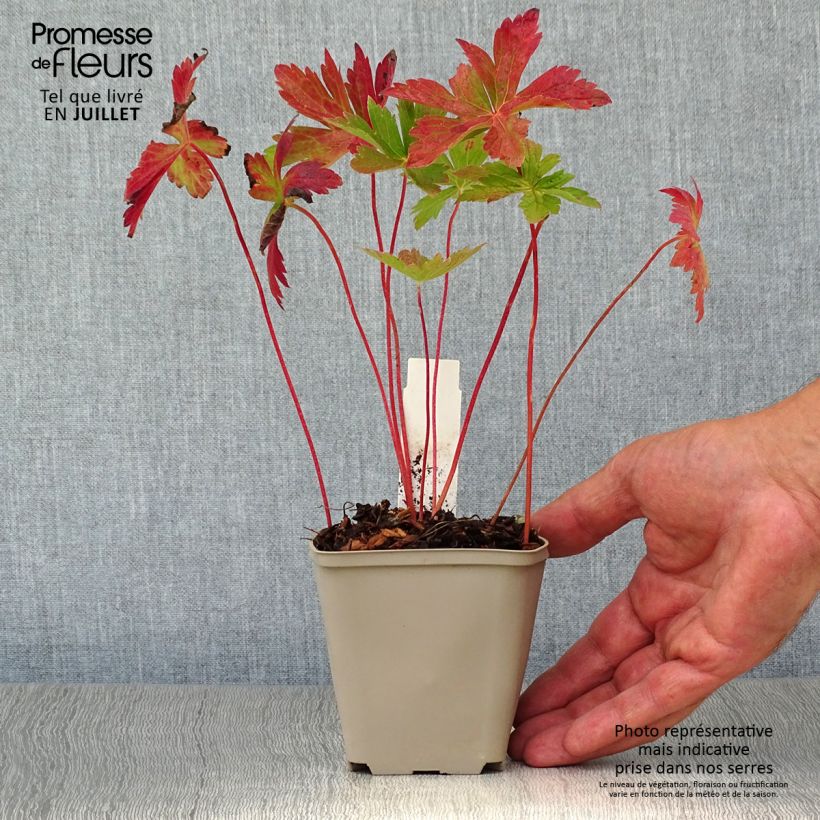 Exemplar von Geranium maculatum Vickie Lynn - Dunkelblättriger Storchschnabel Kleine Töpfe von 8/9 cm wie im Sommer geliefert