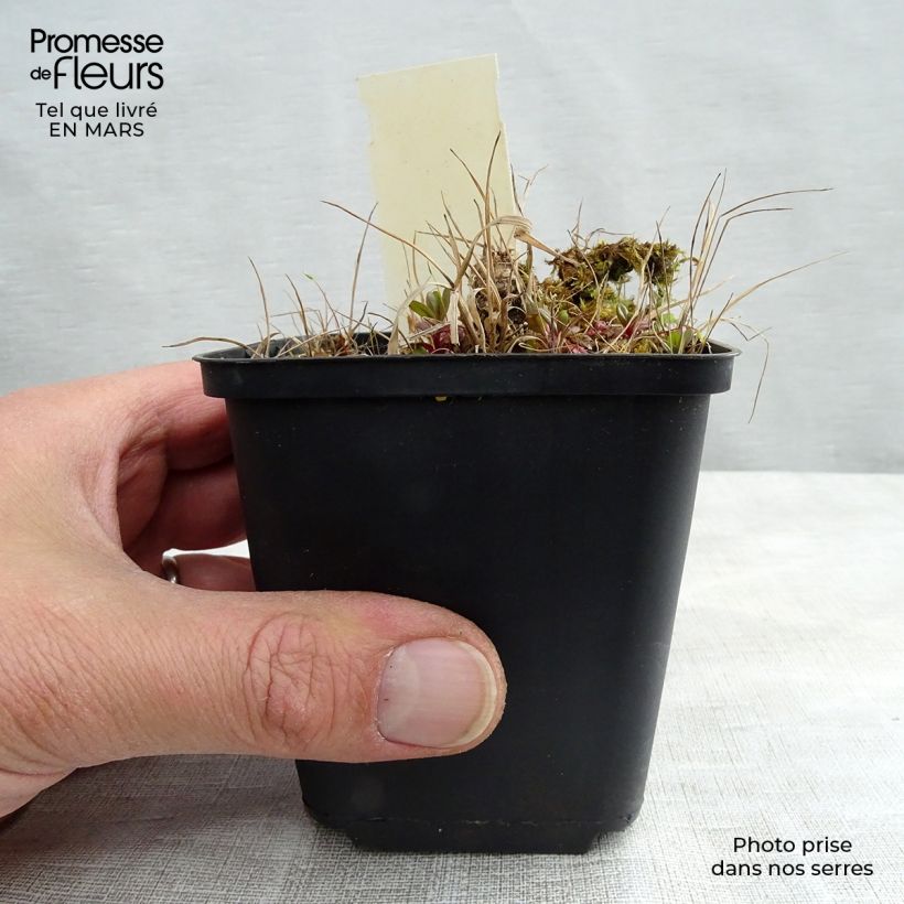 Exemplar von Geranium maculatum Vickie Lynn - Dunkelblättriger Storchschnabel Kleine Töpfe von 8/9 cm wie im Winter geliefert