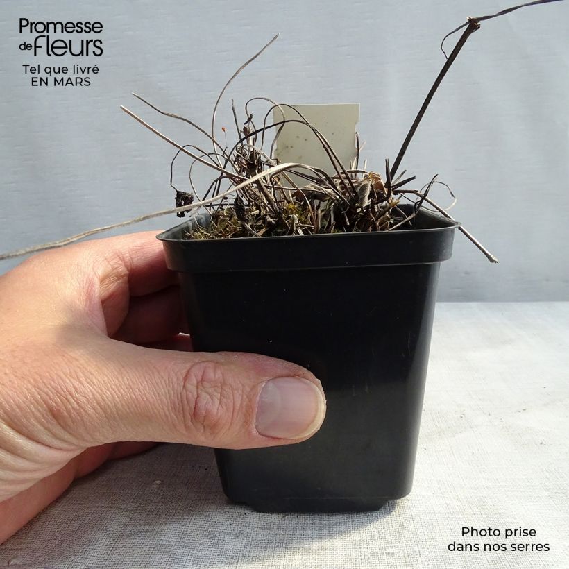 Exemplar von Geranium magnificum Blue Blood - Großer Storchschnabel Kleine Töpfe von 8/9 cm wie im Winter geliefert