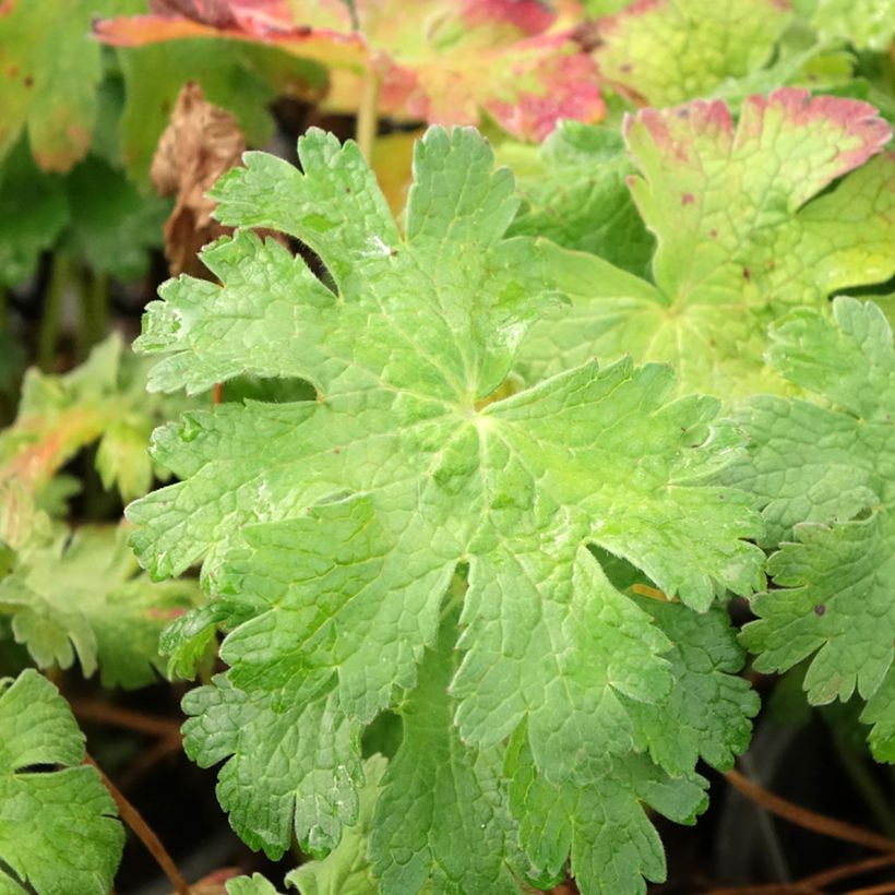 Geranium magnificum Blue Blood - Großer Storchschnabel (Foliage)