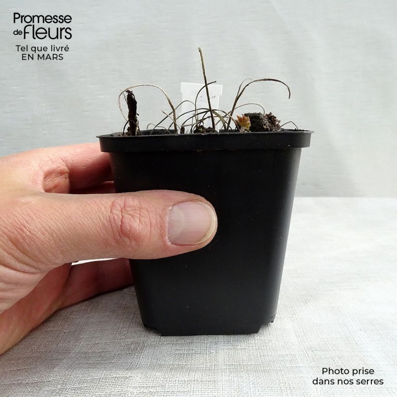 Exemplar von Geranium magnificum Rosemoor - Großer Storchschnabel Kleine Töpfe von 8/9 cm wie im Winter geliefert