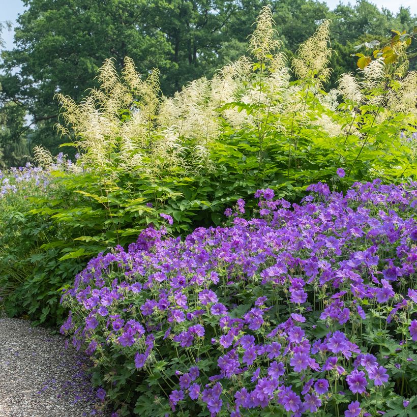 Geranium magnificum Rosemoor - Großer Storchschnabel (Plant habit)