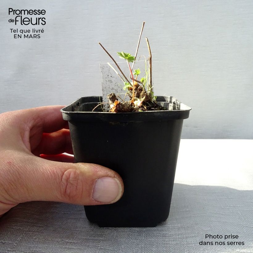 Example of Geranium monacense - Storchschnabel Kleine Töpfe von 8/9 cm as you get in printemps