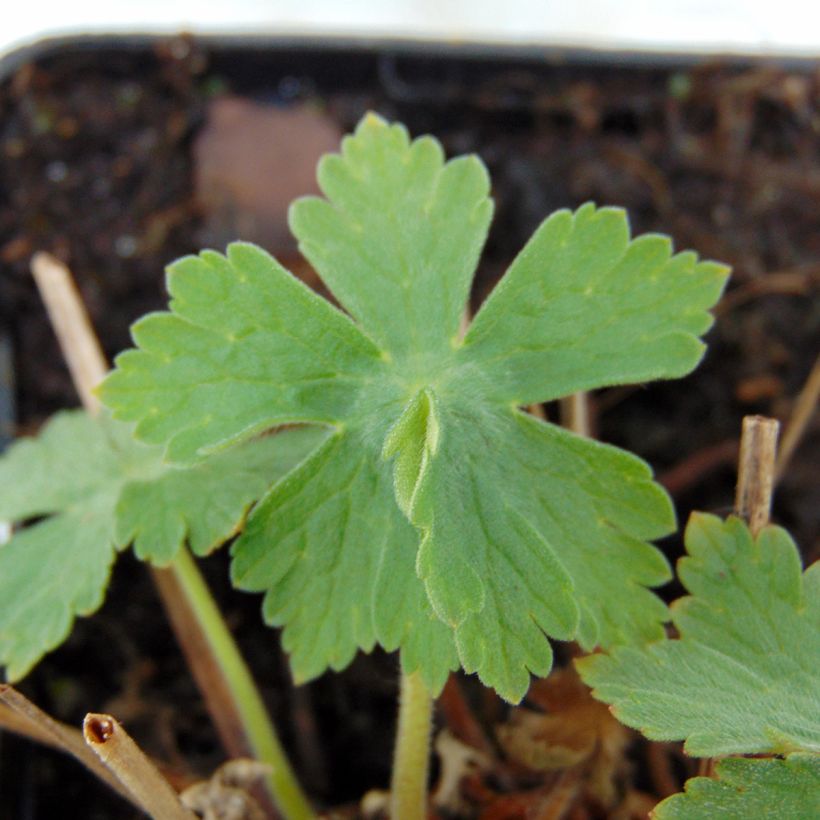Geranium monacense var. anglicum - Storchschnabel (Foliage)