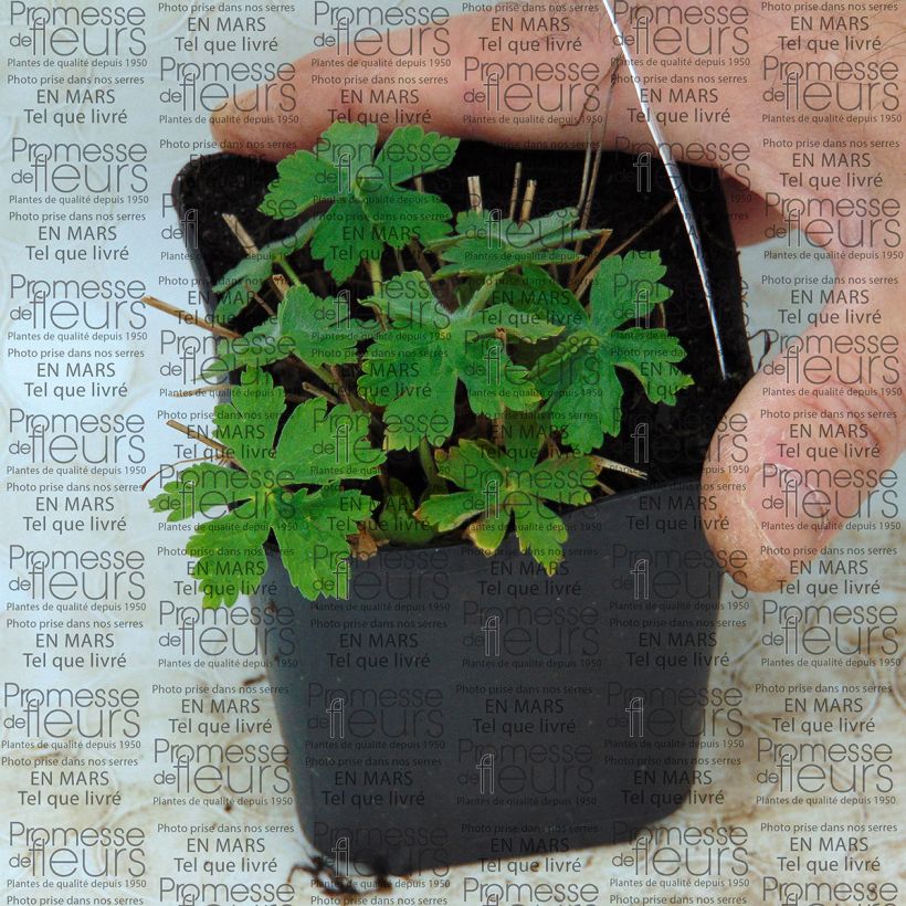 Example of Geranium monacense var. anglicum - Storchschnabel Kleine Töpfe von 8/9 cm as you get