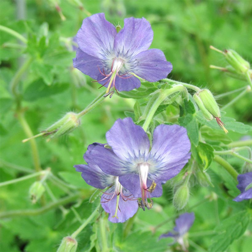 Geranium monacense var. anglicum - Storchschnabel (Flowering)