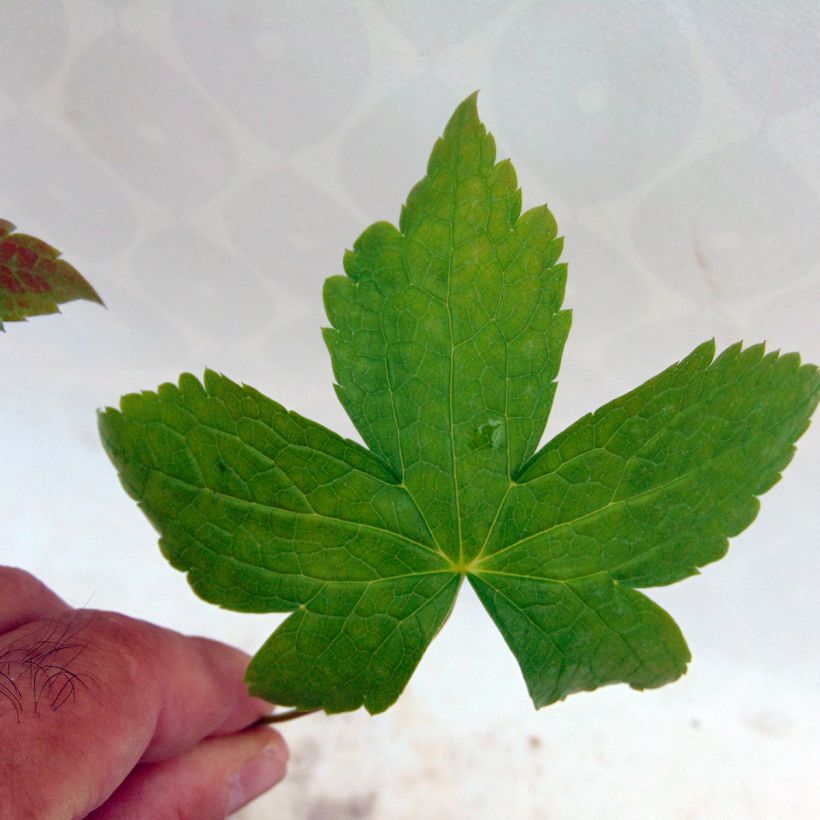 Geranium nodosum Clos du Coudray - Knotiger Bergwald Storchschnabel (Foliage)