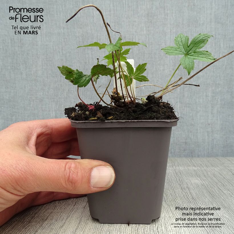 Exemplar von Geranium nodosum Clos du Coudray - Knotiger Bergwald Storchschnabel Kleine Töpfe von 8/9 cm wie im Frühjahr geliefert