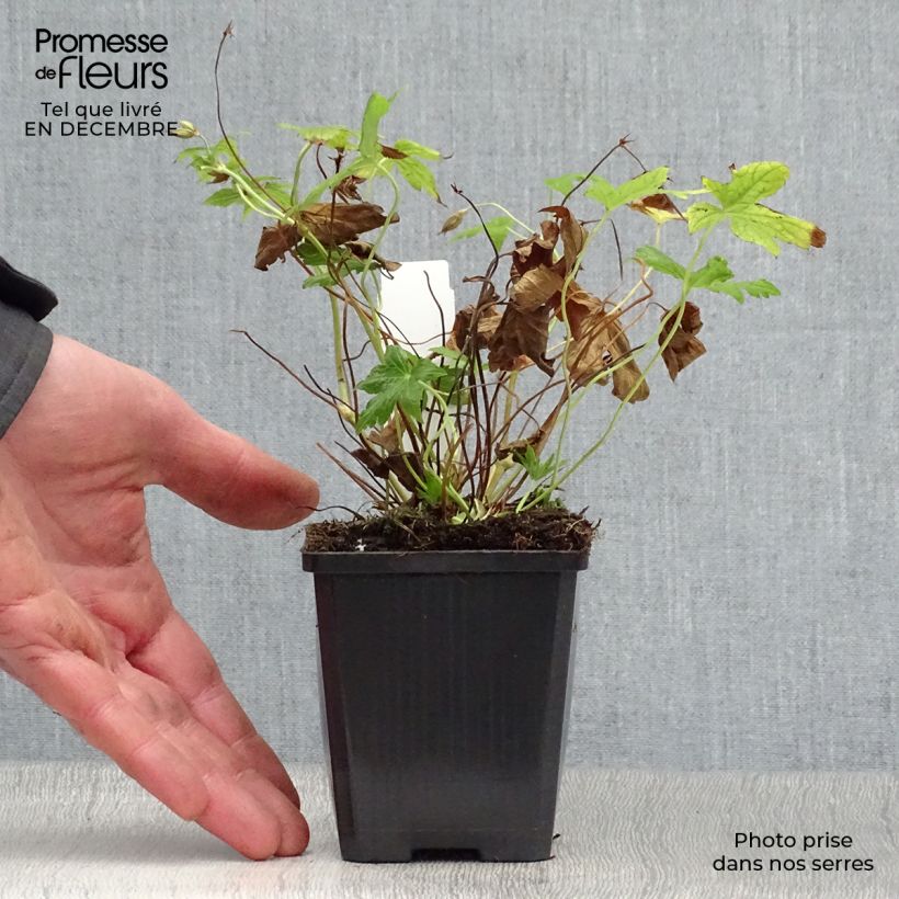 Exemplar von Geranium nodosum Silverwood - Knotiger Bergwald Storchschnabel Kleine Töpfe von 8/9 cm wie im Winter geliefert