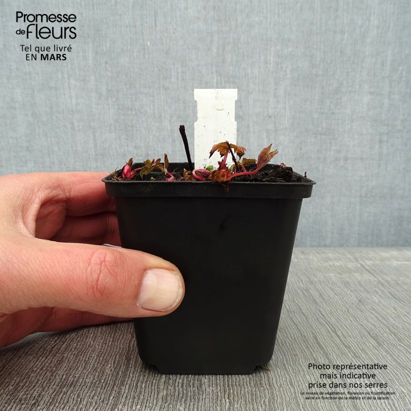 Exemplar von Geranium nodosum Simon - Knotiger Bergwald Storchschnabel Kleine Töpfe von 8/9 cm wie im Winter geliefert