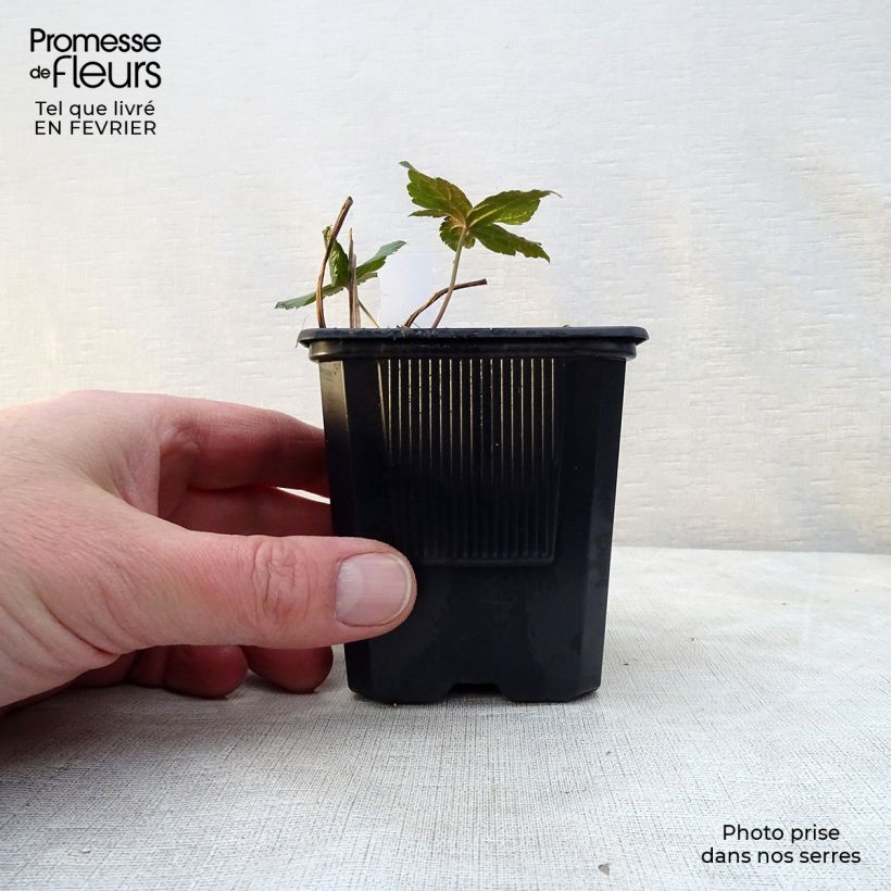 Exemplar von Geranium nodosum - Knotiger Bergwald Storchschnabel Kleine Töpfe von 8/9 cm wie im Winter geliefert